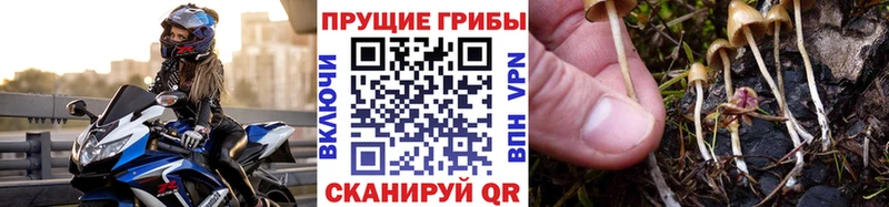 Галлюциногенные грибы Psilocybe  Купить закладки  Макушино 
